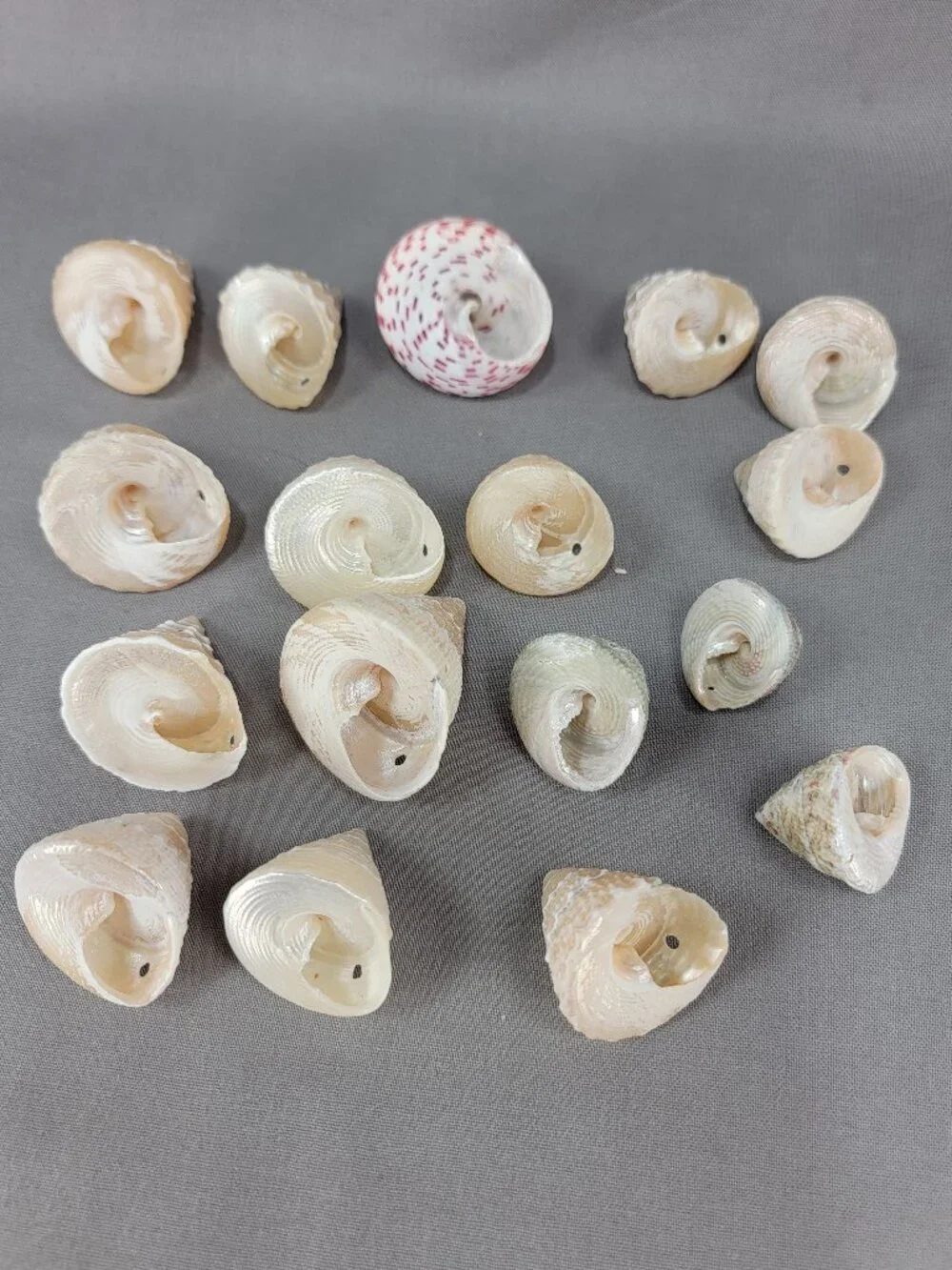 Top Trochus Shell Seashell Lot of 17 Nautical Beach Ocean Decor Crafts